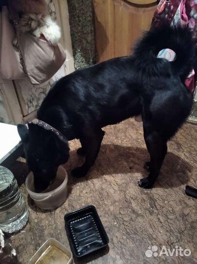 Чёрный мальчик