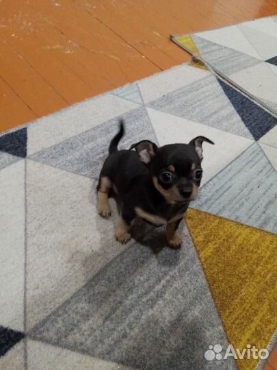 Щенки чихуахуа
