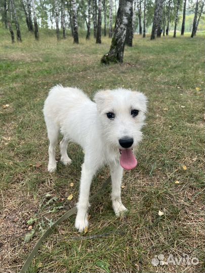 Собака Марта ищет дом