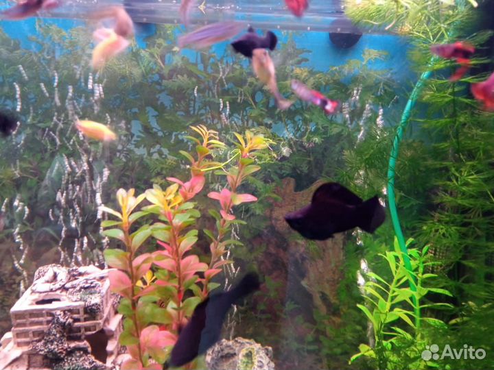 Гуппи ковровые, Велифера,Креветки чери, Сомики