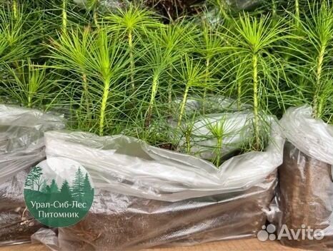 Сосна зкс окс сеянцы Ель Лиственница Голуб Горная