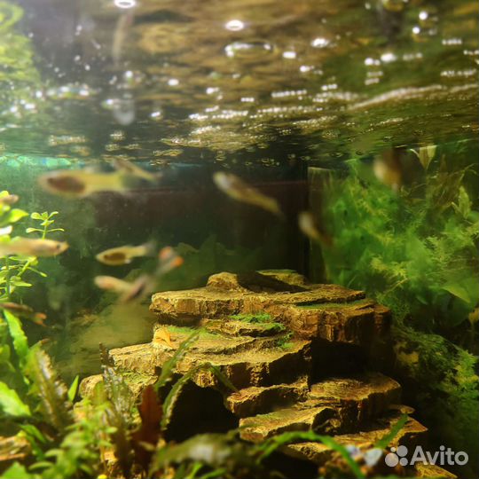 Продам гуппий