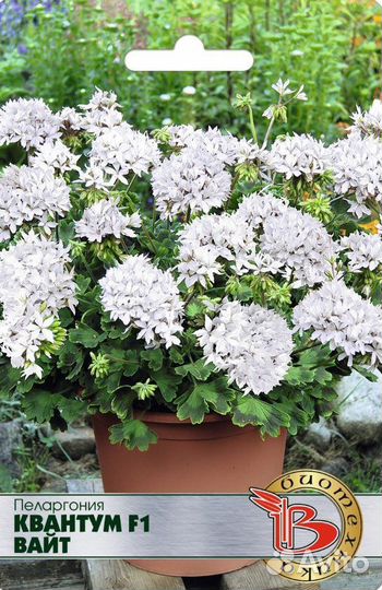 Пеларгония герань