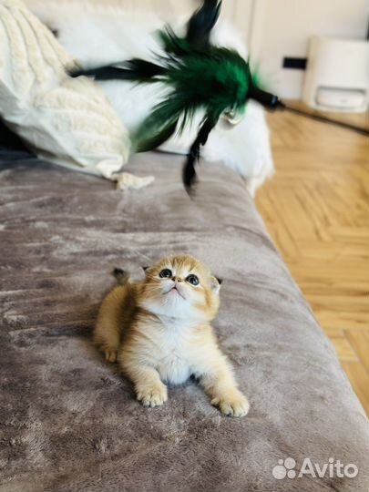 Шотландская вислоухая золотая шиншилла