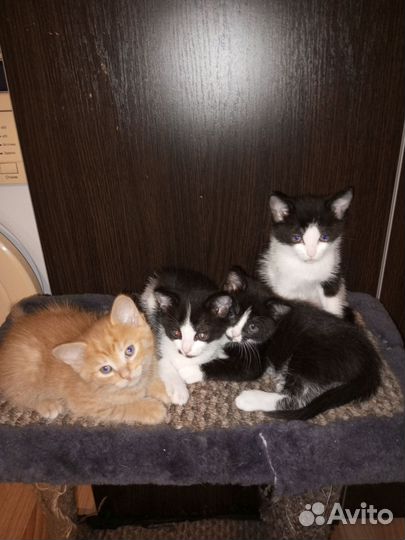 Кошки в добрые руки