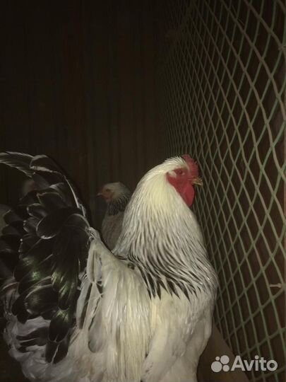 Домашняя птица