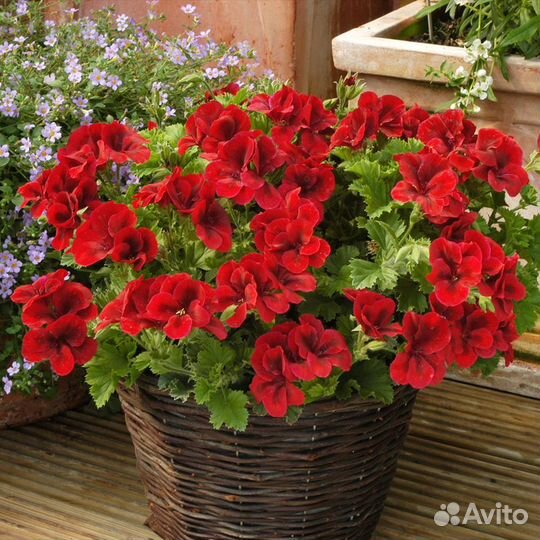 Королевские пеларгонии