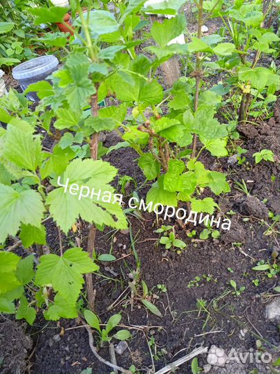 Саженцы черной и красной смородины, жасмина, астры