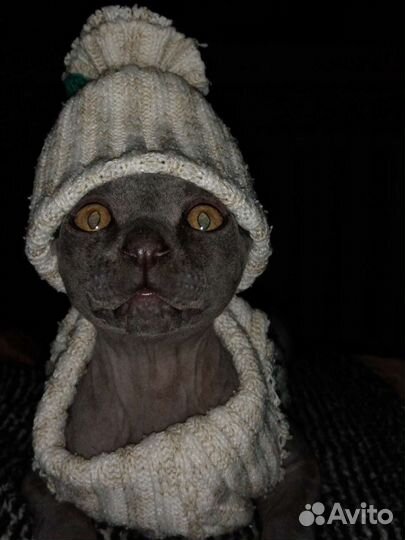 Котик ищет подругу