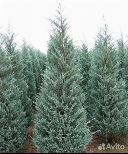 Можжевельник, растения для сада