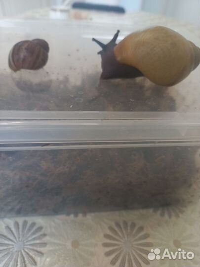 Отдам в добрые руки улиток архахатин