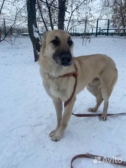 Робин хочет домой