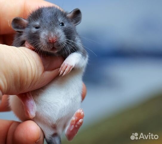 Крыса (Крыски, Крысята) Дамбо