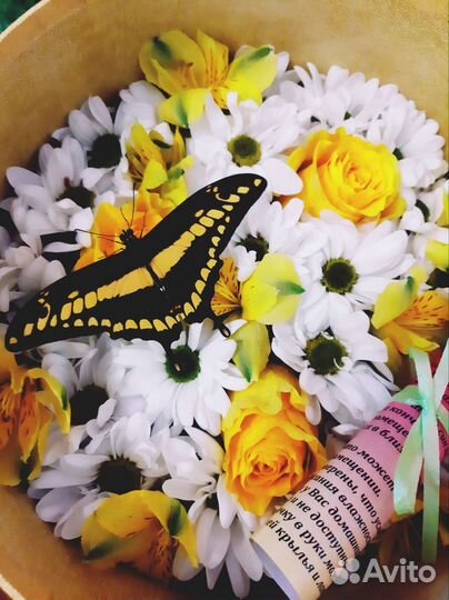 Живые тропические бабочки в Иркутске