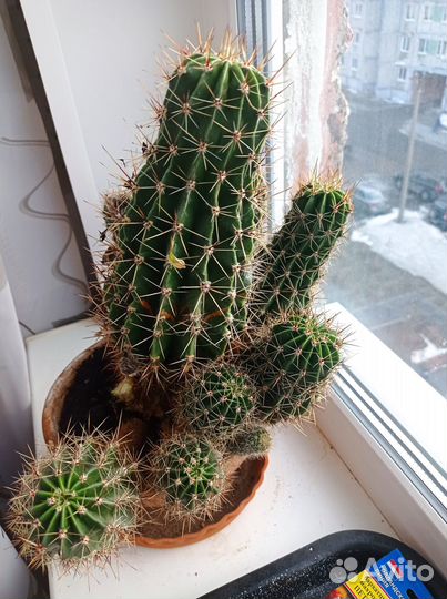 Кактус детки