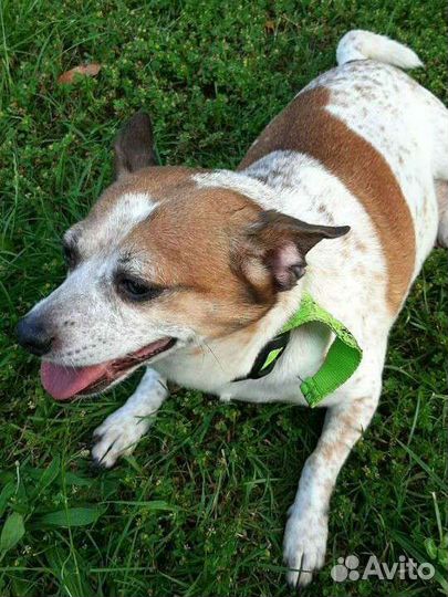 Зоогостиница, передержка животных