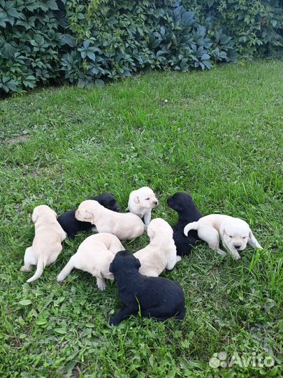 Щенки лабрадора