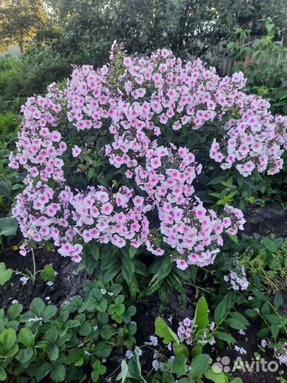 Флоксы, хосты, лилейники, ирисы, примулы