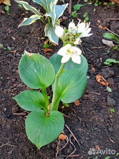 Хоста Монстр ирс