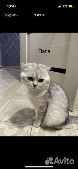 Шотландские котята