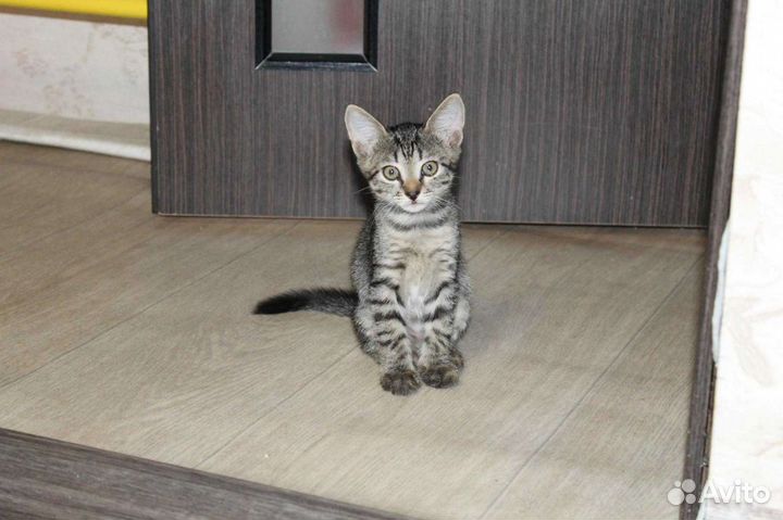 Котенок девочка