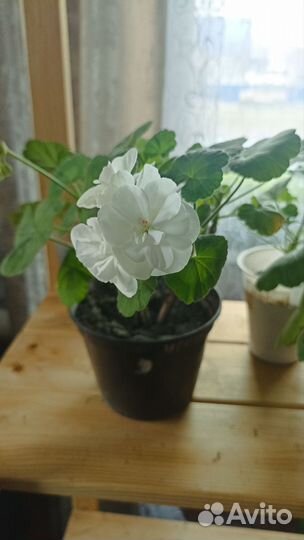 Пеларгония зональная белая