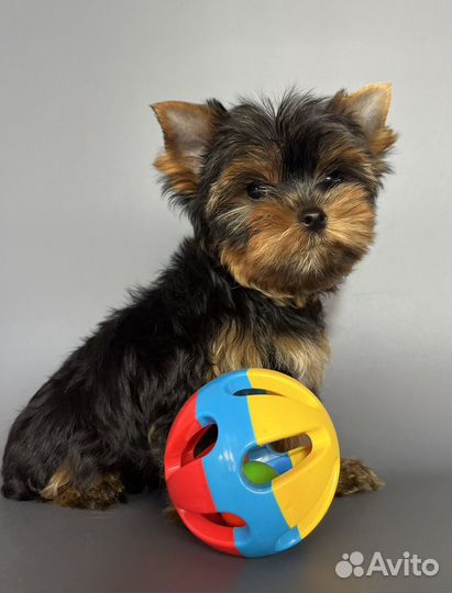 Йоркширский терьер