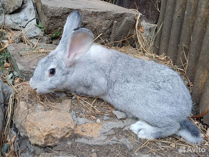 Самцы,самки породы 