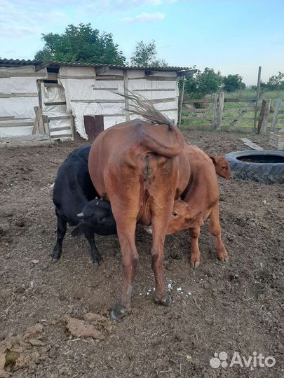 Коровы и телята