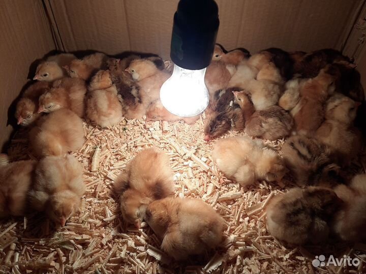 Инкубоционное яйцо и цыплята. Орловская ситцевая