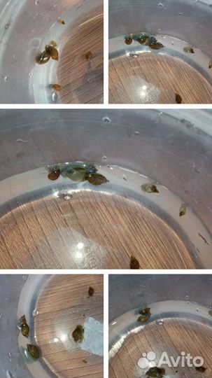 Аквариумные растения, мох, улитки, живой корм