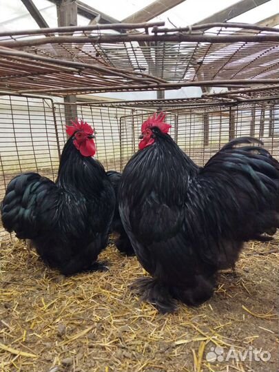 Карликовые кохинхины, Брама, Голландская, Фавероль