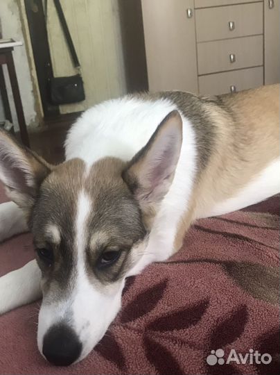 Щенок в добрые руки бесплатно