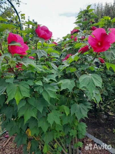 Гибискус, травянистый красный