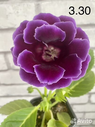 Глоксиния махровая зацветающая