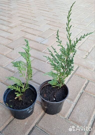 Можжевельники Блю Чип, принц Уэльский