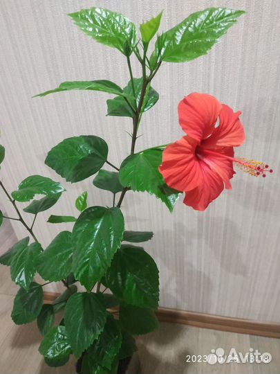 Комнатная роза