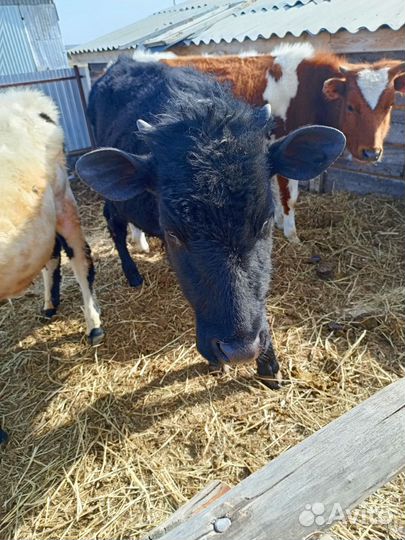 Домашние животные