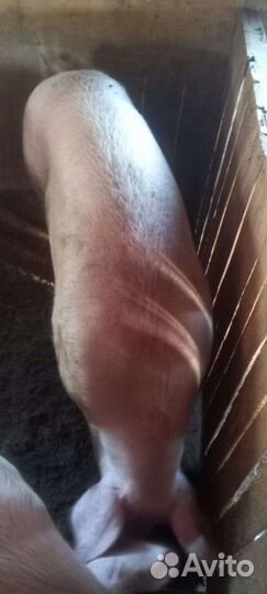 Поросенок ландрас