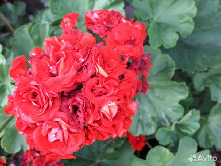 Пеларгония герань