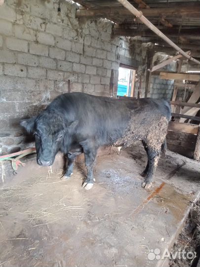 Бык на племя