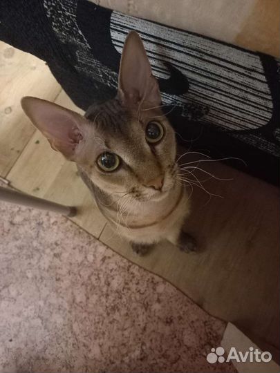 Вязка донской сфинкс