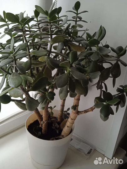 Комнатные цветы