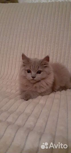 Шотландская