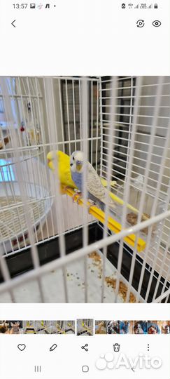 Волнистый попугай отдам