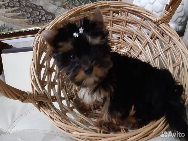 Мальчики и Девочки Йopки