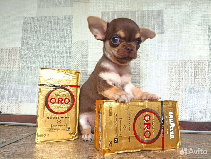 Сладкий шоко мальчик чихуахуа