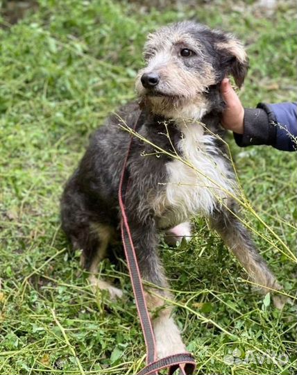 Тимка ищет дом