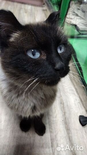 В добрые руки