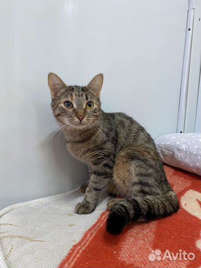 Кошка в дар